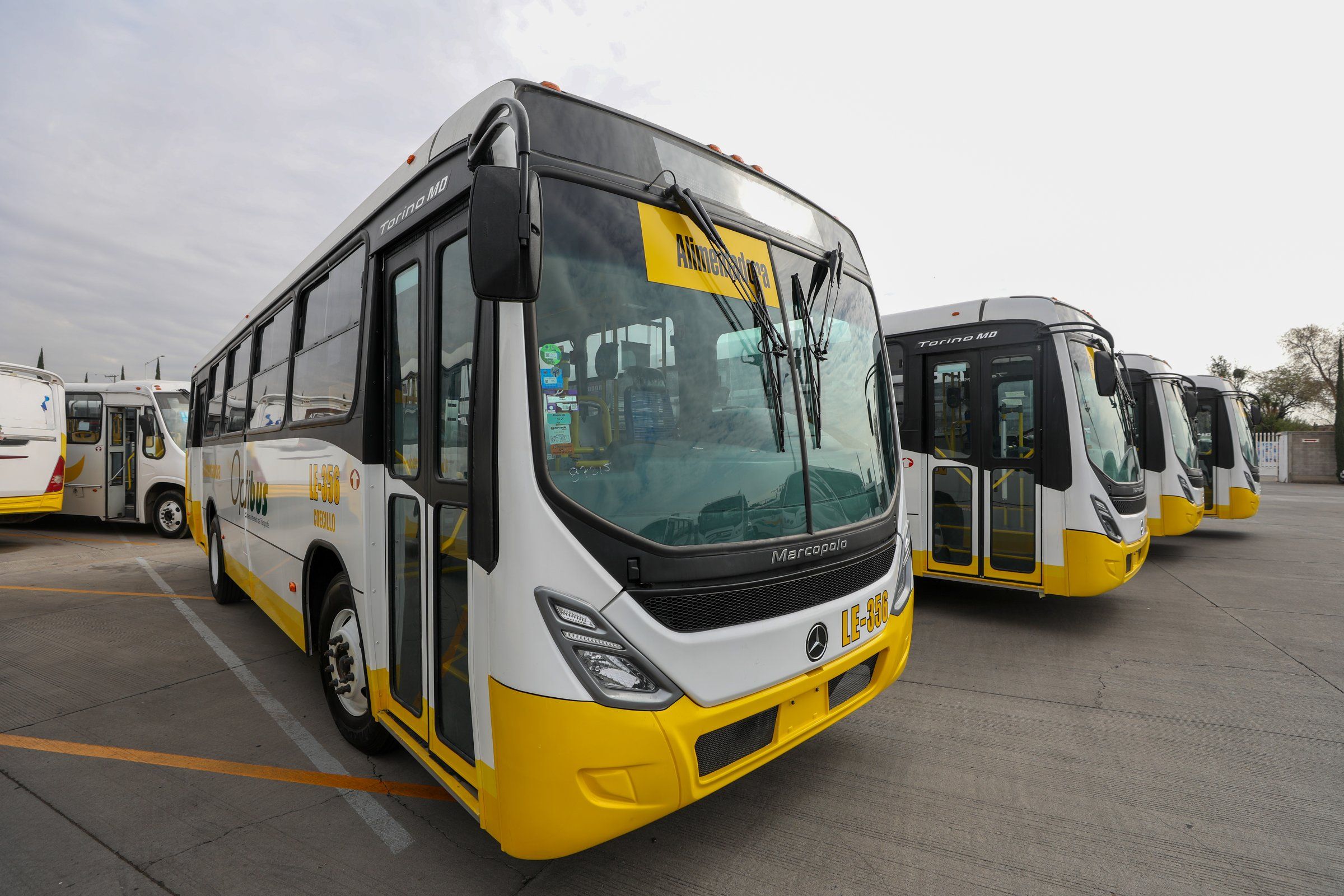Autobuses nuevos de transporte público, blanco con amarillo, estacionados en fila.