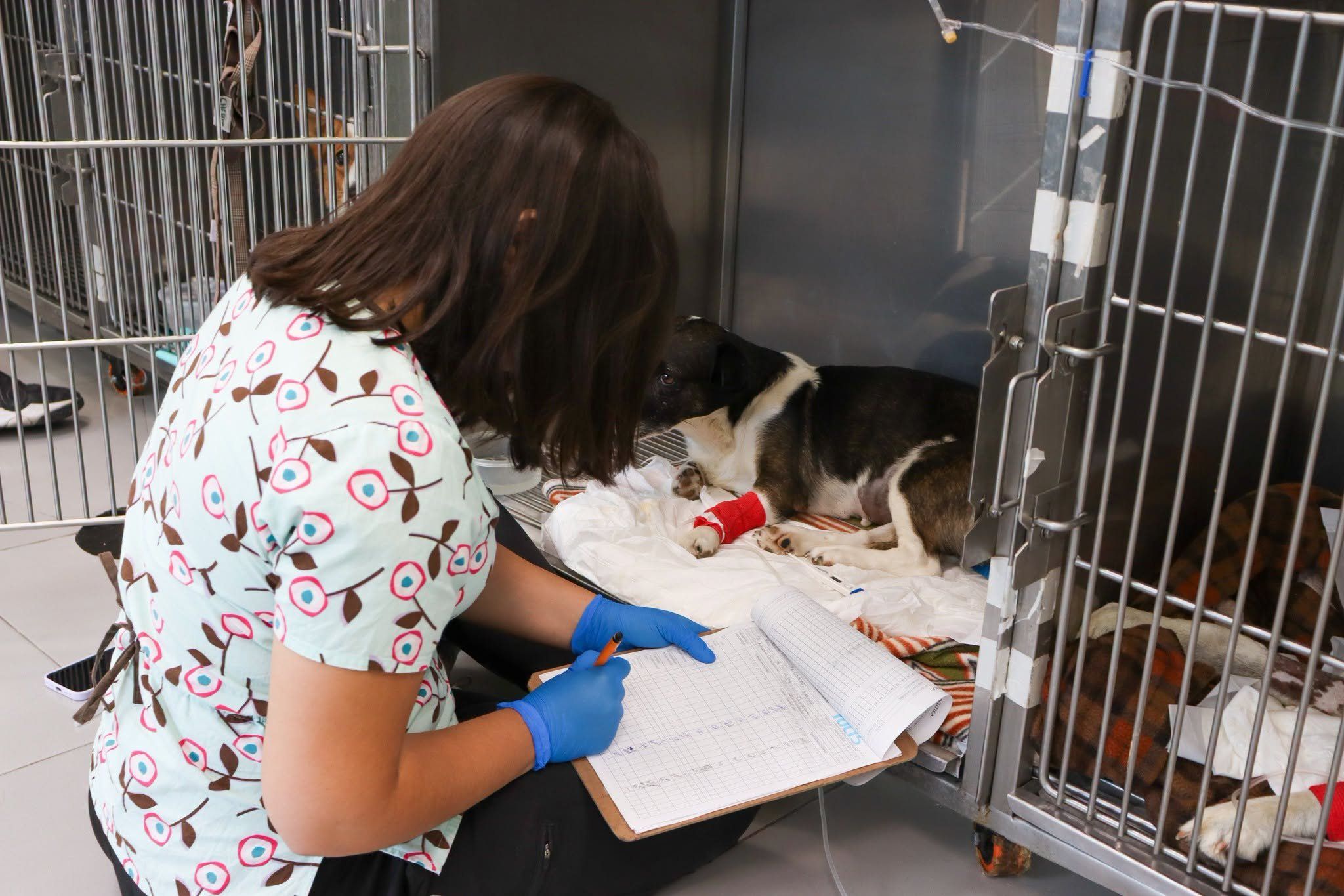 Una veterinaria revisa a un perro recostado en una jaula del Hospital de Mascotas.
